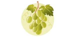 traube-4-ssw Baby Größe 4. Schwangerschaftswoche